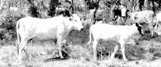 C:\Users\invitado1\Pictures\AFRICA Betammaribe Somba\37 batammaribe somba vacas.jpg