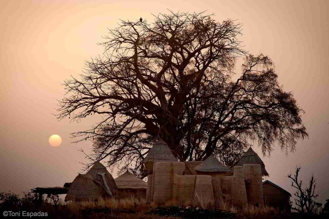 C:\Users\invitado1\Pictures\AFRICA Somba\3 Tamberma_Benin_baobab.jpg