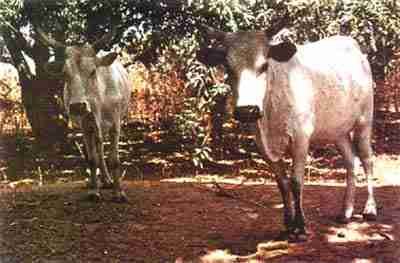 Descripción: https://lh5.googleusercontent.com/proxy/Wz2RSvDi4-LEvgdxMXhzIAQ4oloBJlbozTrgt4rDQ5my-yUYmGOQoaSZAkwOXZ_eCOVogh6VWKsBffDz9GtInY8-B-ZCuSrU=s0-d