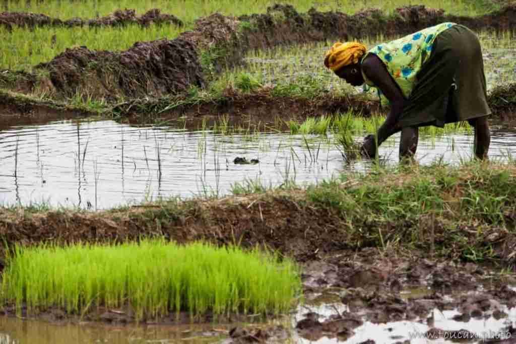 economía de los senufo