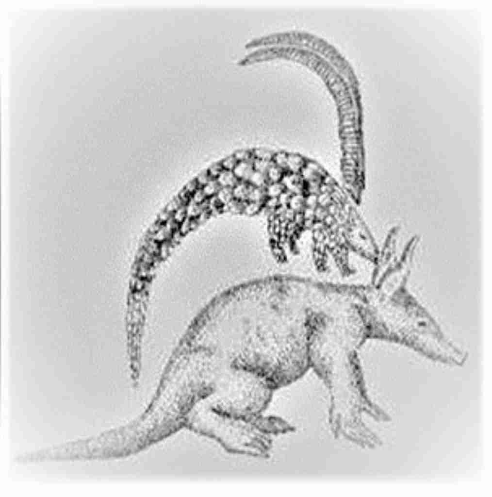 Simbiosis del Tchi Wara  