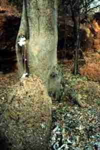 antepasados en Burkina Faso