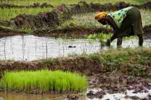 economía de los seunfo