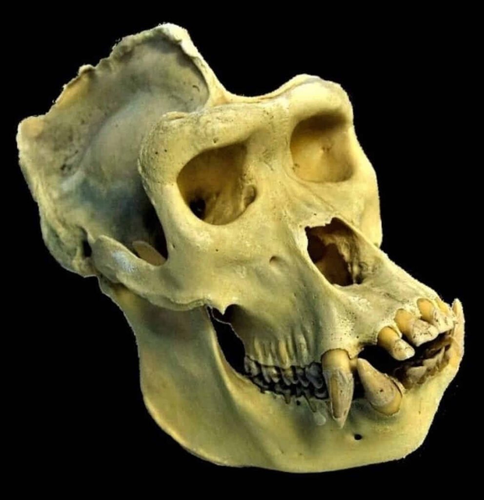 Cráneos de gorilas machos