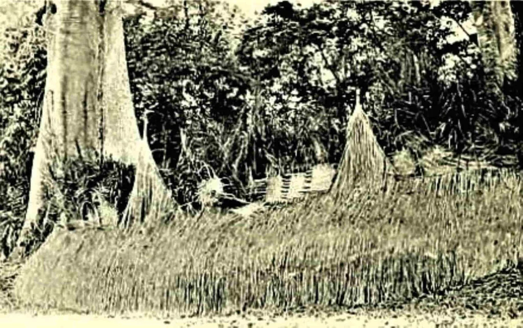 Arboleda de Poro