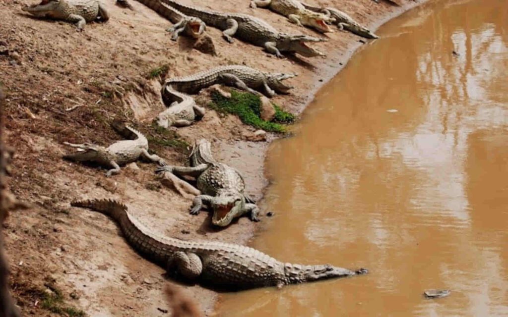 Variedad étnica dogón