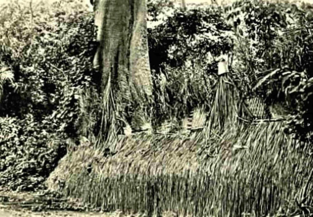 Arboleda de Poro