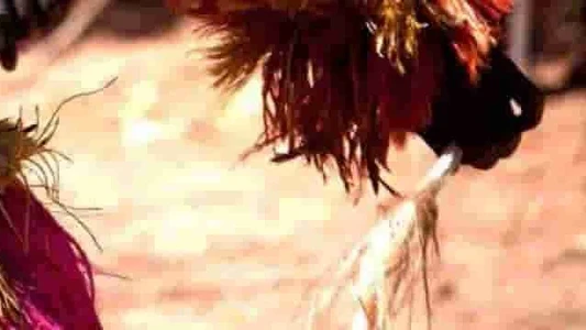 archivo de antropología africana